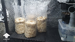 Day 135. Reishi bags right after rehydration