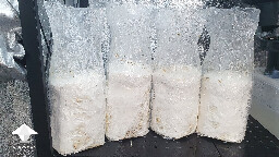 Day 138. Reishi bags 3 days after soaking in water - flush 3