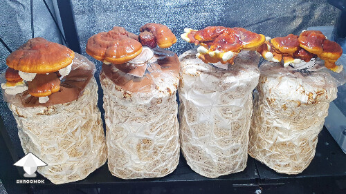 Day-to-day Reishi growing diary 68a9860827e00