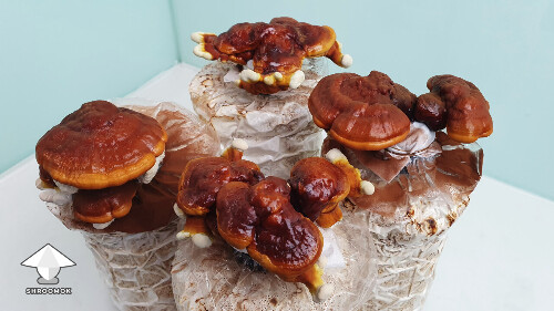 Day-to-day Reishi growing diary 68a9860db88dd