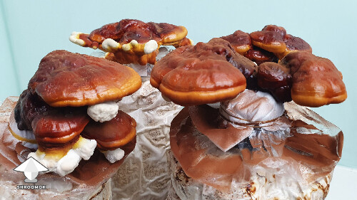 Day-to-day Reishi growing diary 68a98610b757c
