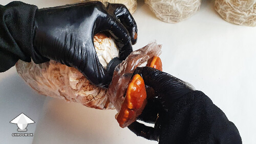 Day-to-day Reishi growing diary 68a9861237000