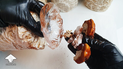 Day-to-day Reishi growing diary 68a986139fdb1