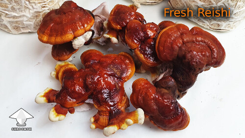 Day-to-day Reishi growing diary 68a986163b4d2