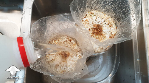 Day-to-day Reishi growing diary 68a9d2469b7a3