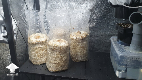 Day-to-day Reishi growing diary 68a9d247ee20e