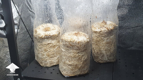 Day-to-day Reishi growing diary 68a9dd882bee5