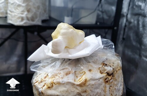 Reishi primordia growing through the air filter