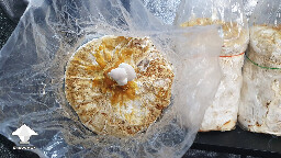 Day 145. Reishi primordia - bag 1
