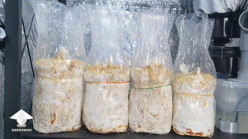 Day-to-day Reishi growing diary 68aab11eec4e6