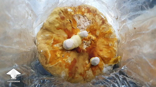 Day 145. Reishi pinning - bag 2