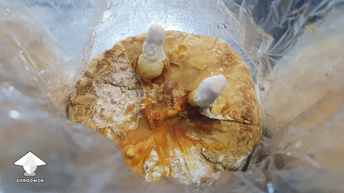 Day 145. Reishi pins - bag 3