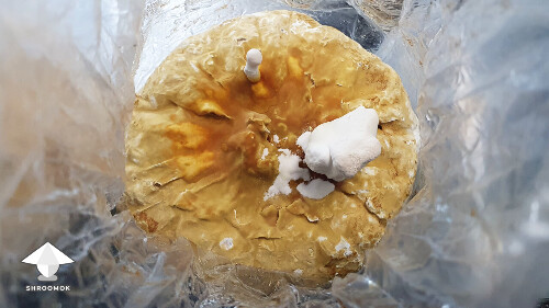 Day 145. Reishi pinning - bag 4