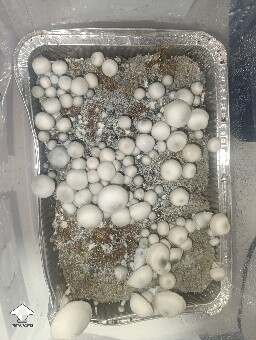 Cubensis Blue Moon mushroom fruiting