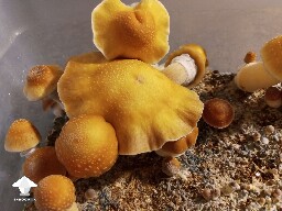 Cubensis Hillbilly pumpkin mushrooms