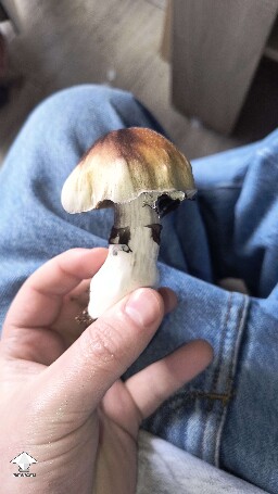 Cubensis PE6 fat mushroom #2