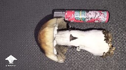 Cubensis PE6 fat mushroom #3