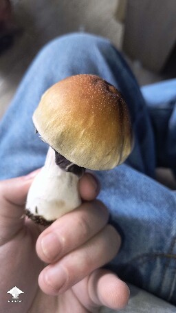 Cubensis PE6 fat mushroom