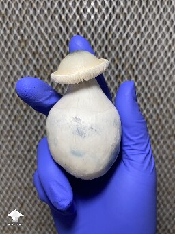 Cubensis Trinity mushroom