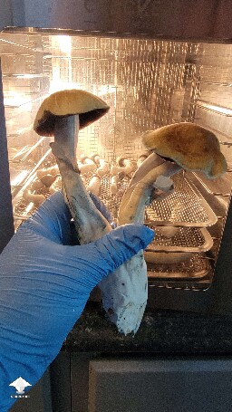 golden teacher monster mushrooms #3