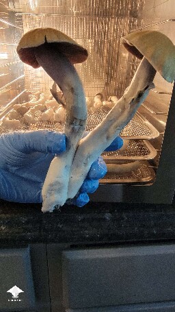 golden teacher monster mushrooms