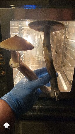 Golden teacher - the biggest mushroom I've ever seen #2