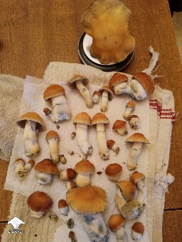 Harvested Hillbilly pumpkin mushrooms