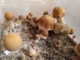Hillbilly pumpkin fruiting