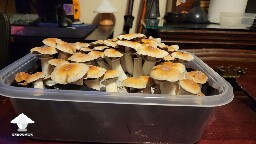 Hillbilly pumpkin mushrooms - pretty big the flush #2