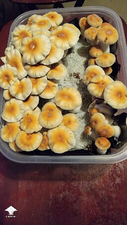 Hillbilly pumpkin mushrooms - pretty big the flush #3