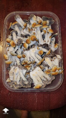Hillbilly pumpkin mushrooms - pretty big the flush #4