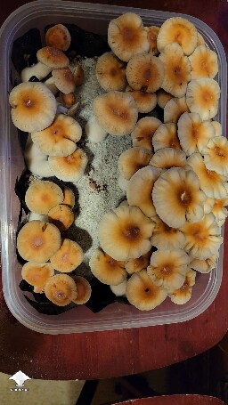 Hillbilly pumpkin mushrooms - pretty big the flush