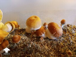 Hillbilly pumpkin shrooms