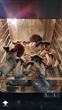 Love hillbilly pumpkin mushrooms - the biggest one is 69 grams