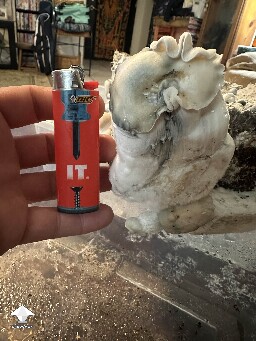 Natal Moon first mushroom after 2 month in fruiting #2