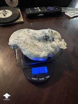 Natal Moon first mushroom after 2 month in fruiting #3