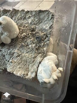 Natal Moon first mushroom after 2 month in fruiting