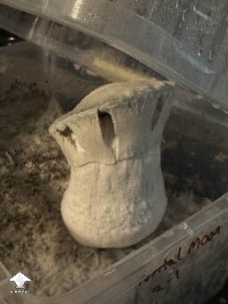 Natal Moon mushroom - opened up this morning #2