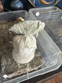 Natal Moon mushroom - opened up this morning #3