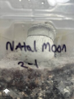 Natal Moon mushroom - opened up this morning