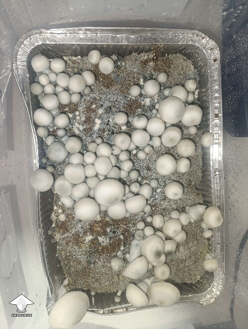 Cubensis Blue Moon mushroom fruiting