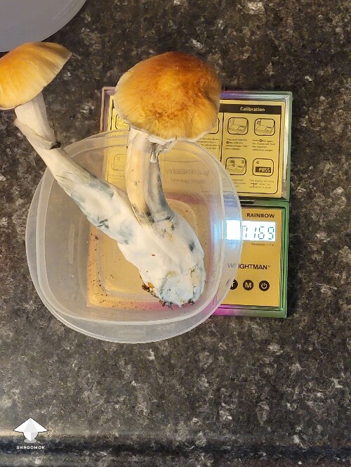 Golden teacher massive mushrooms - almost 72 grams