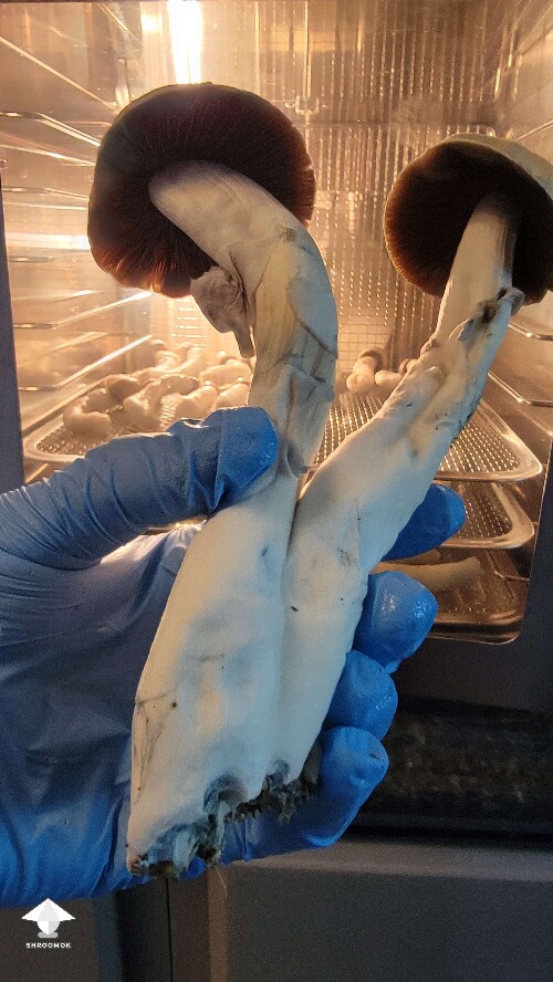 golden teacher monster mushrooms #2