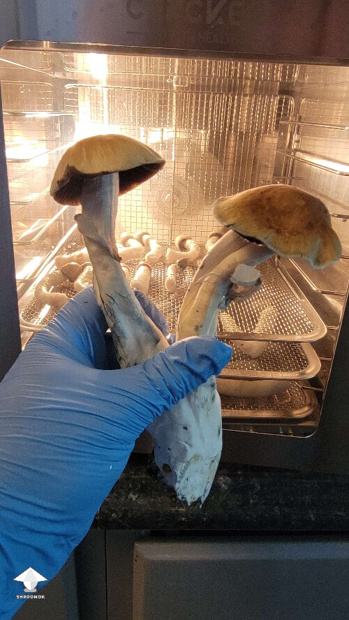 golden teacher monster mushrooms #3