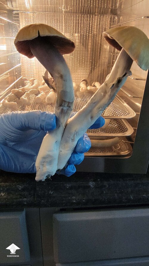 golden teacher monster fruit🤤