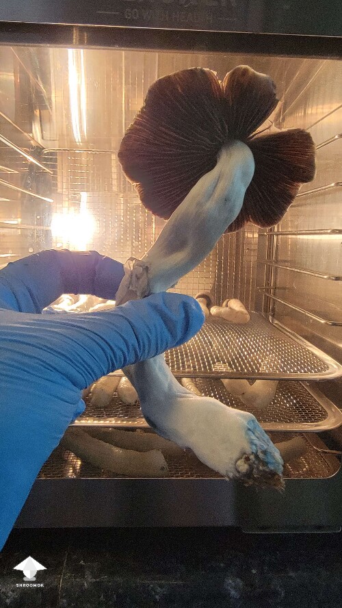 Golden teacher shroom - this guy got some real personality #2