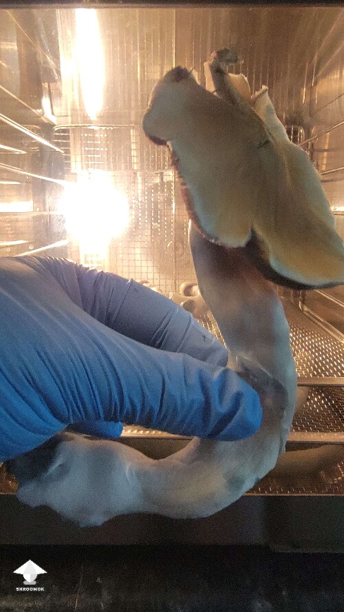 Golden teacher - this guy got some real personality 😆