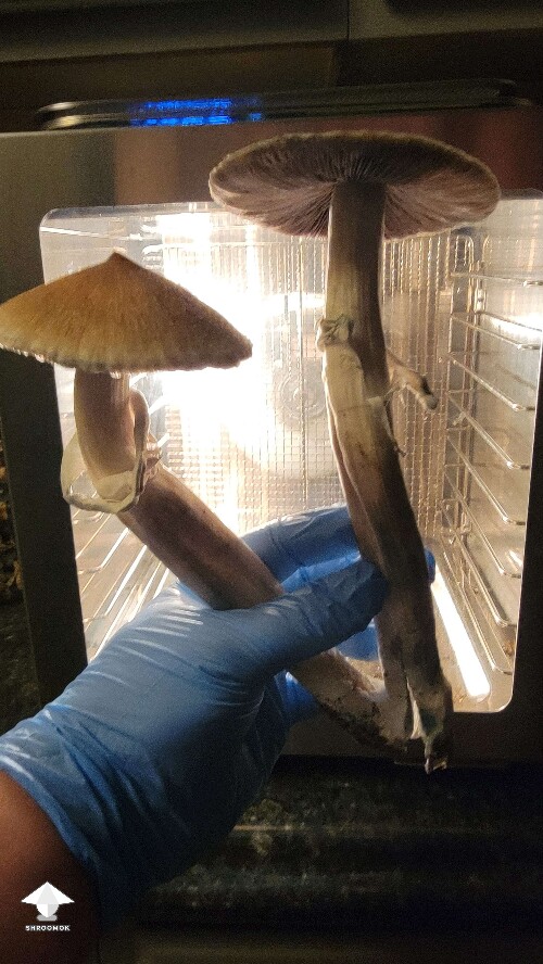 Golden teacher - the biggest mushroom I've ever seen