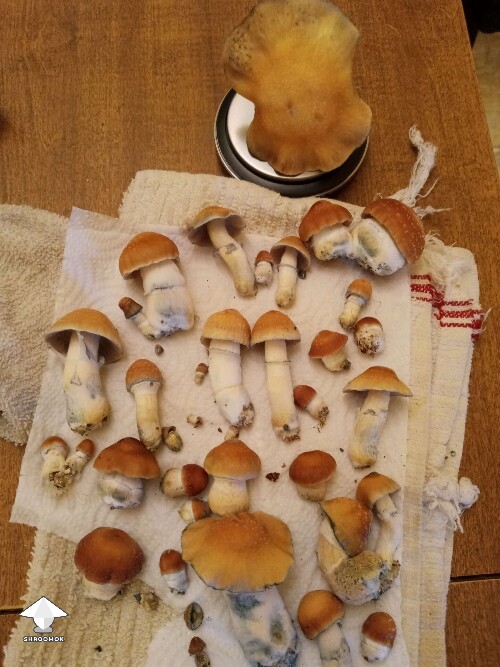 Harvested Hillbilly pumpkin mushrooms