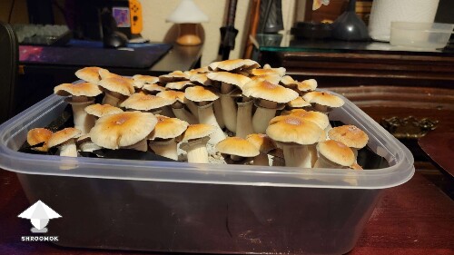 Hillbilly pumpkin mushrooms - pretty big the flush #2